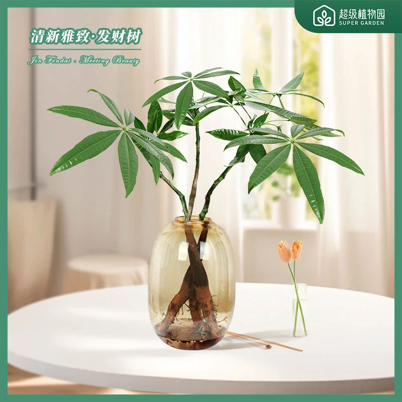 水培发财树大肚塑制花瓶客厅招财新款花卉绿植简约盆景易活