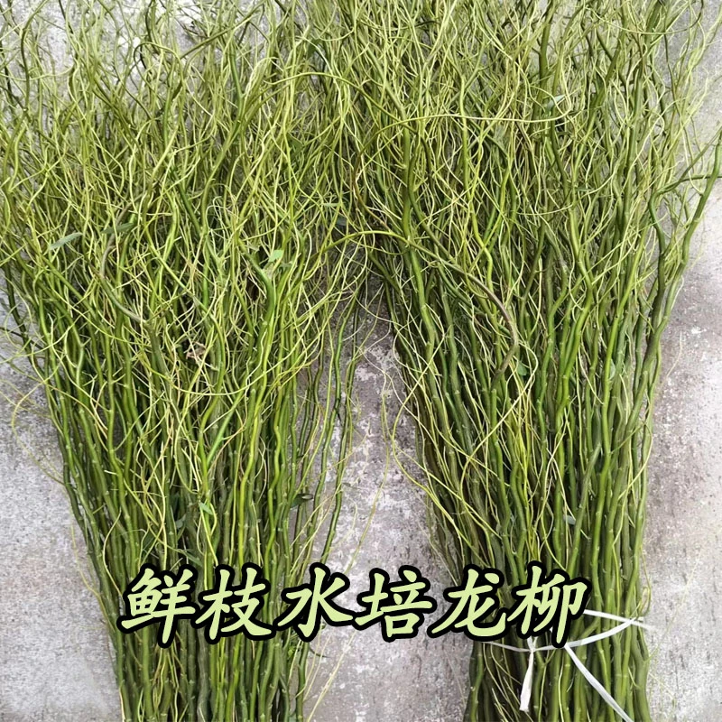 水培龙柳鲜枝客厅插花落地客厅桌摆植物易活观叶水培绿植家居装饰