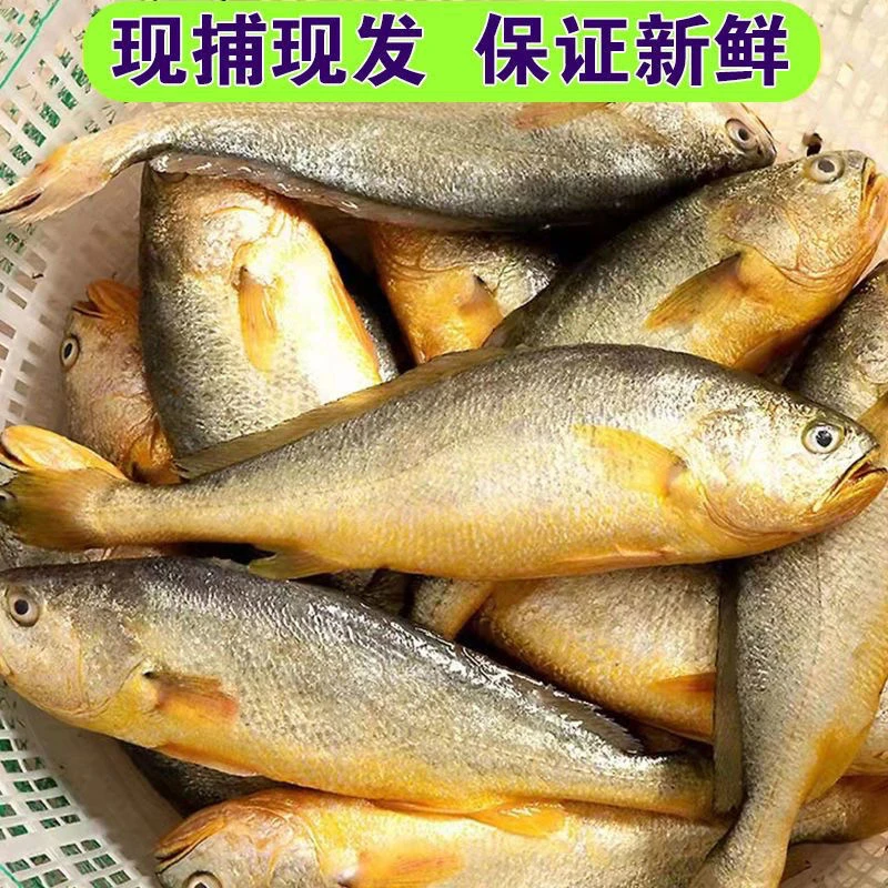 【粉丝福利】7-6两/条大黄花鱼新鲜速冻独立包装 顺丰冷链运输