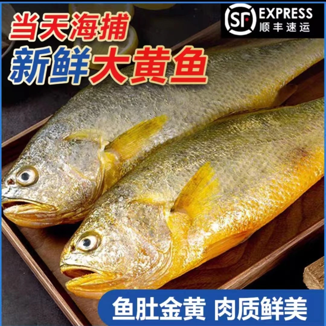 a【小月推荐】1斤-9两/条超大海捕大黄鱼新鲜速冻独立包装顺丰冷链