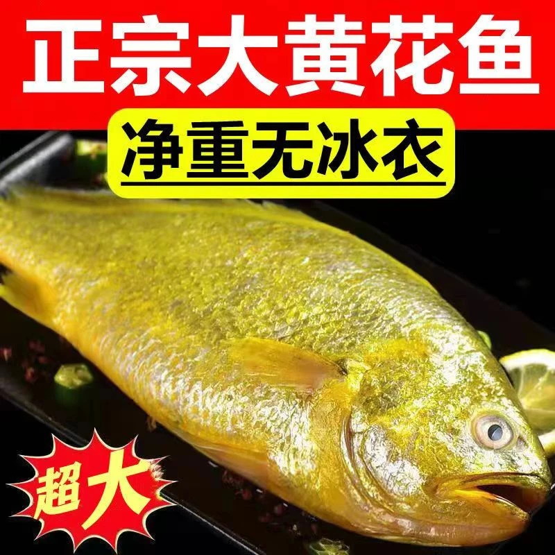 【今日福利】 1.3-1.1斤/条海捕大黄花鱼新鲜活速冻 独立包装顺丰