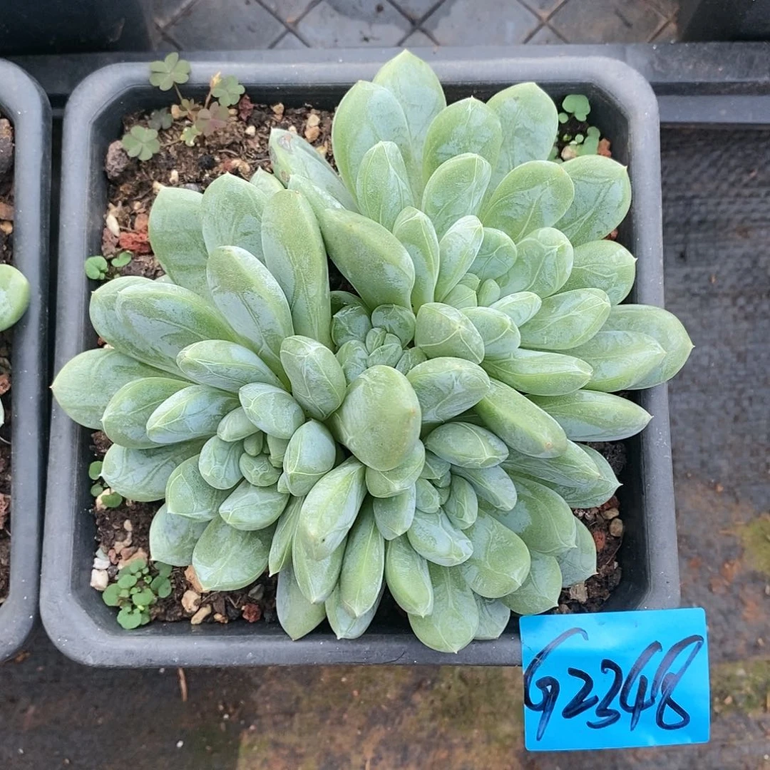 兮*多肉植物多肉植物2348