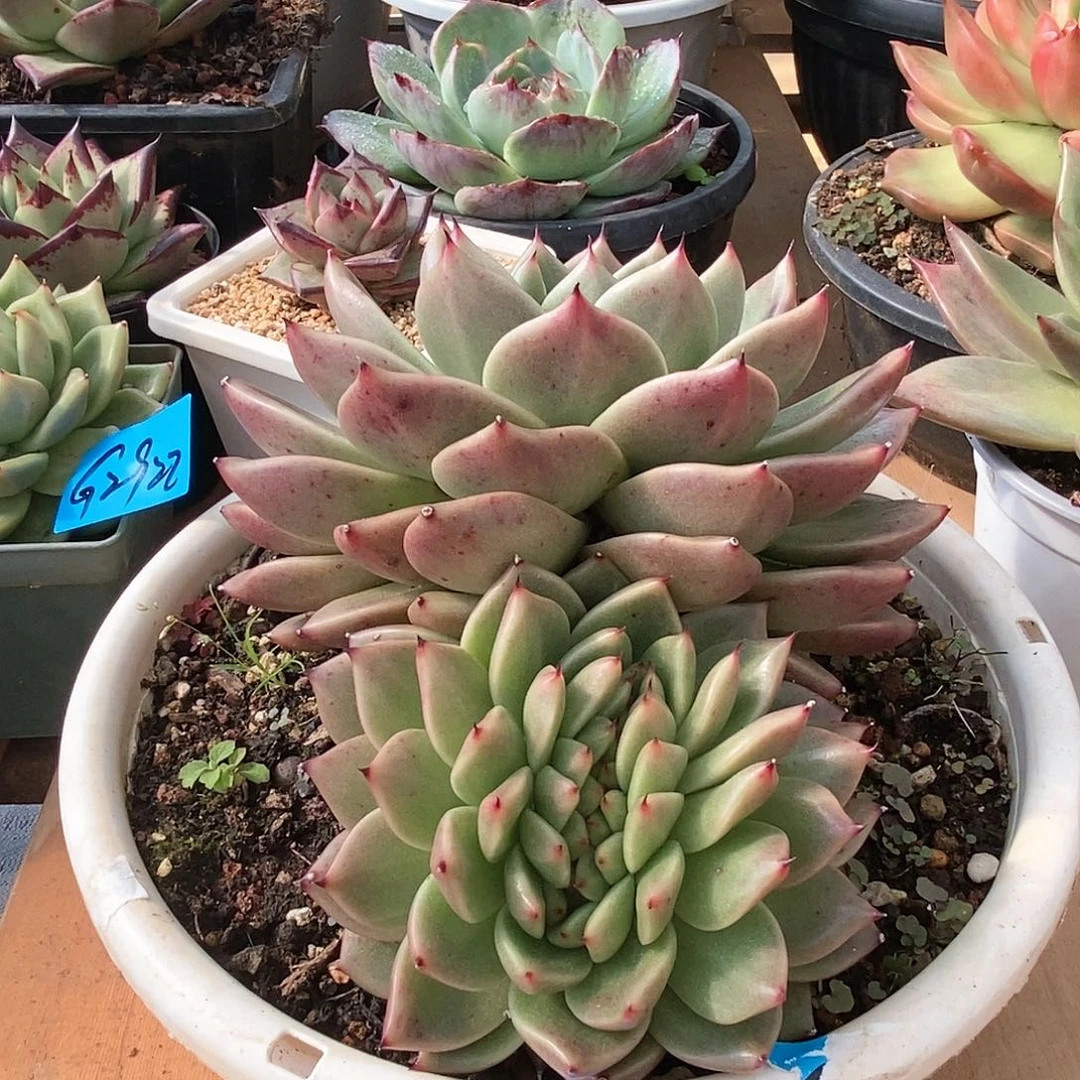 多肉植物多肉植物2923