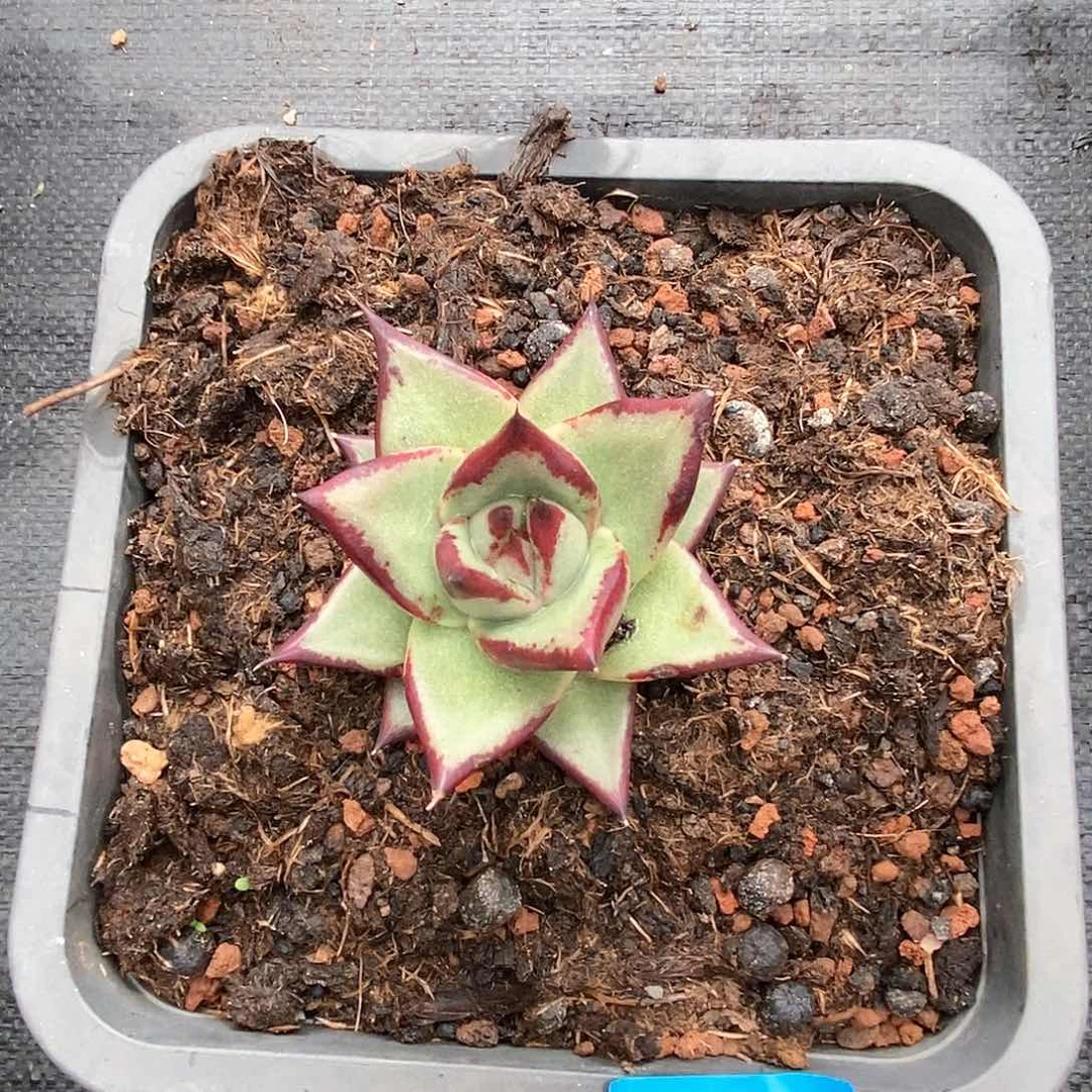 风*多肉植物多肉植物2740