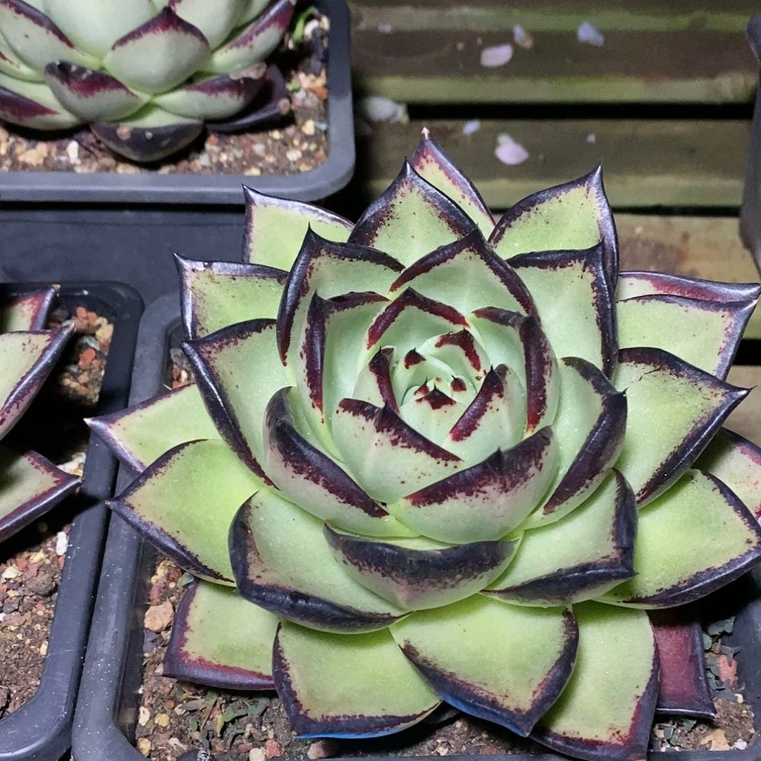 多肉植物多肉植物30119