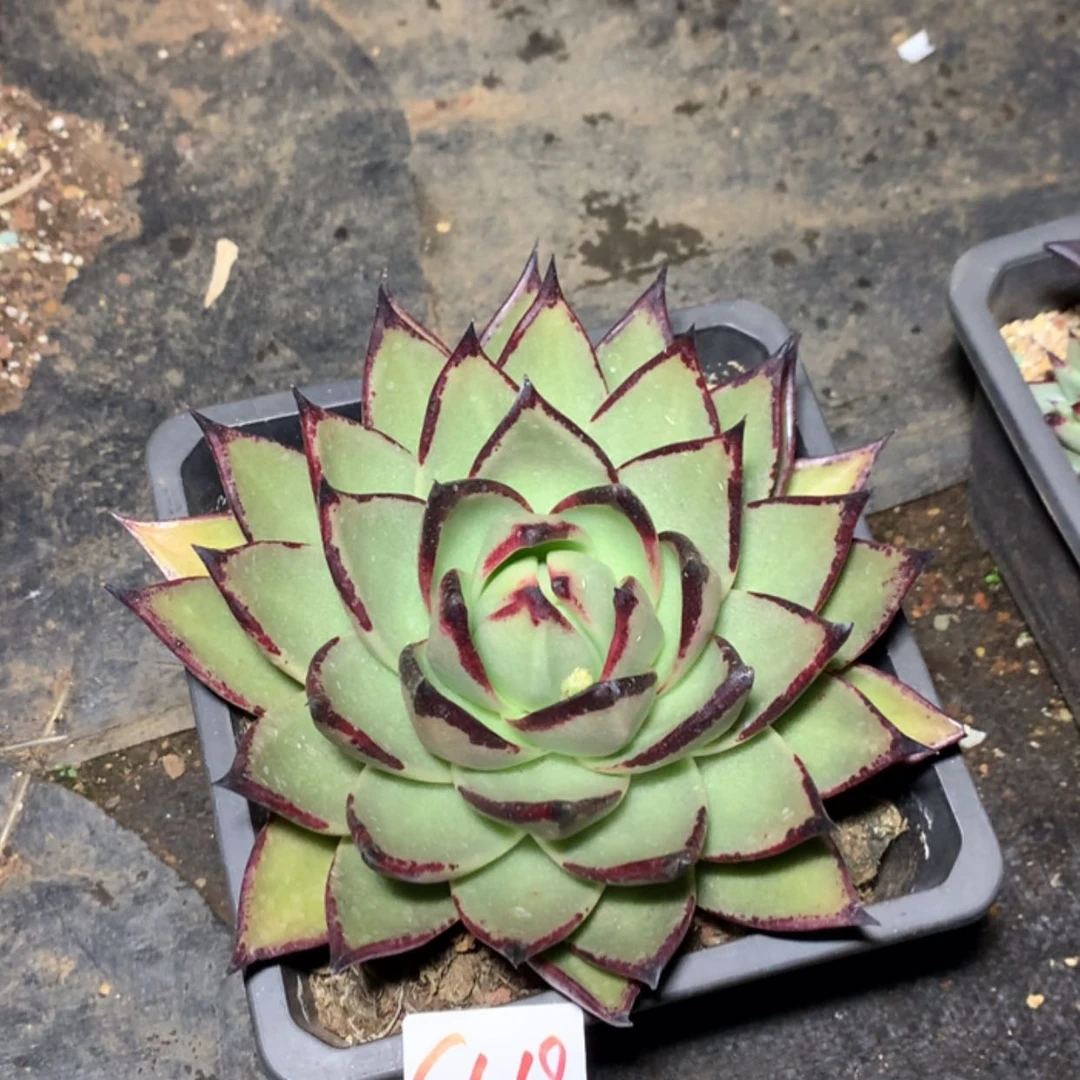 【闪购商品】静**81019