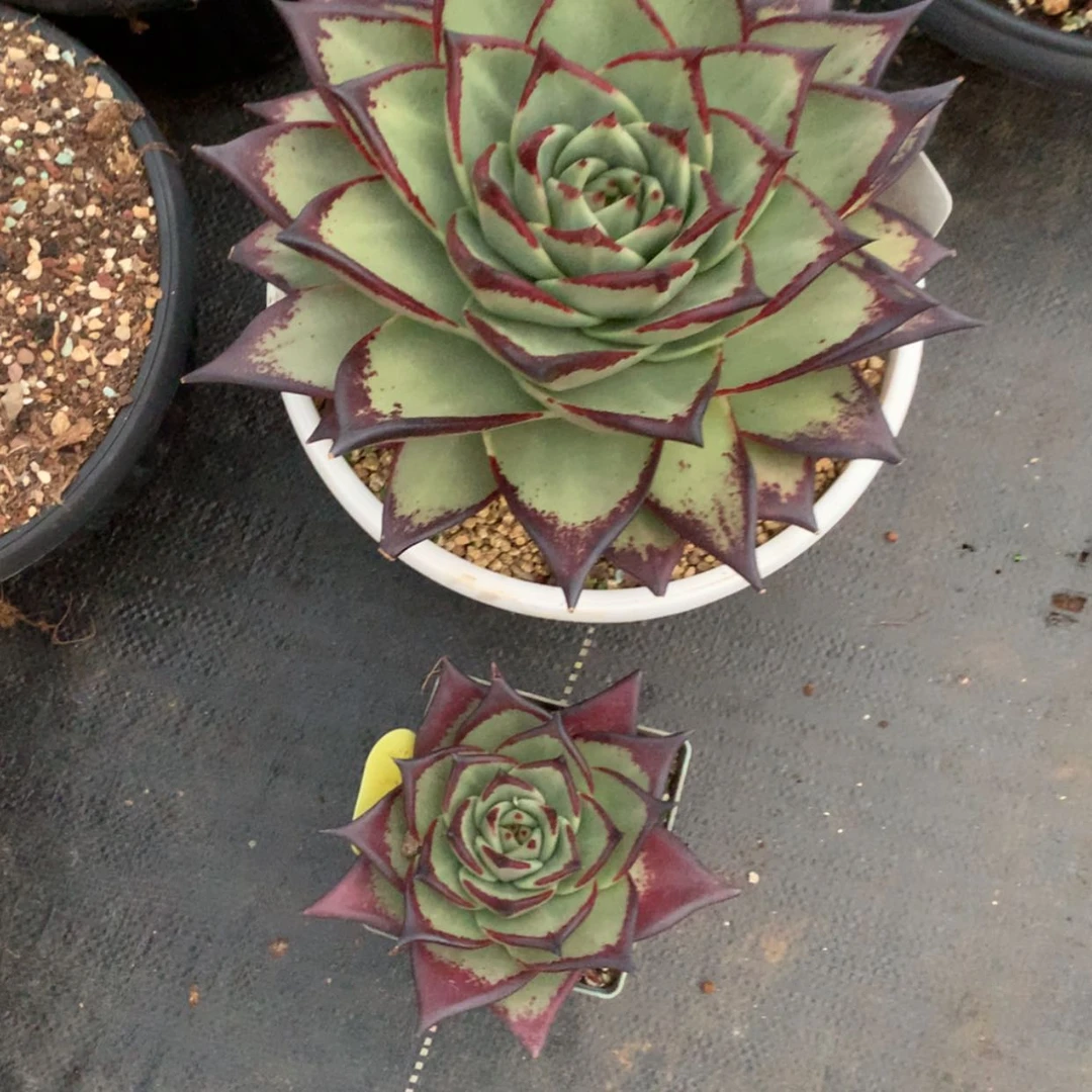 【闪购商品】Y****梦1327