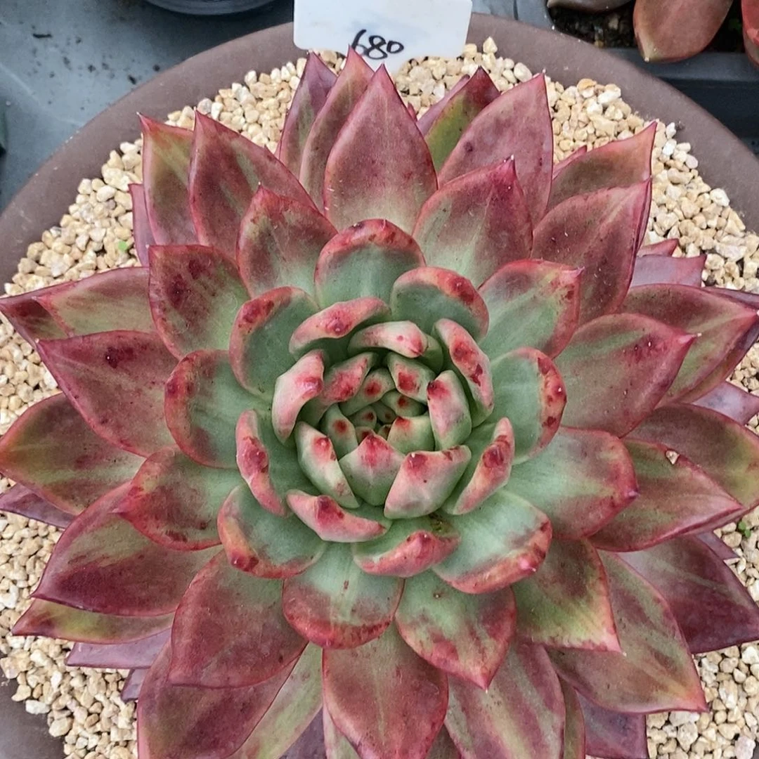 拉丝福利一单包邮3022