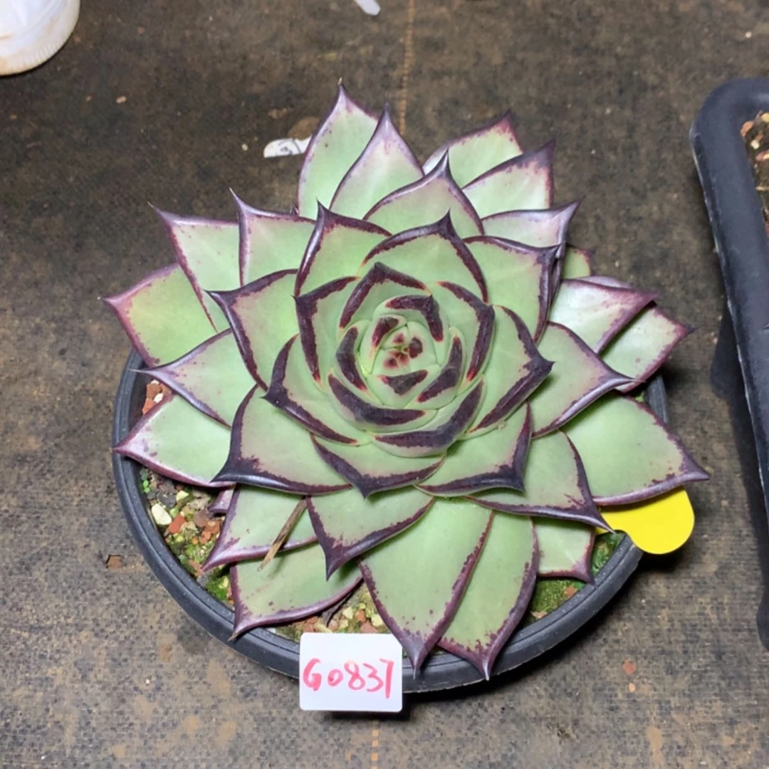 【闪购商品】风***念0837