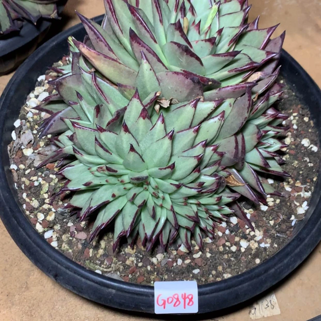 【闪购商品】毛****n0848