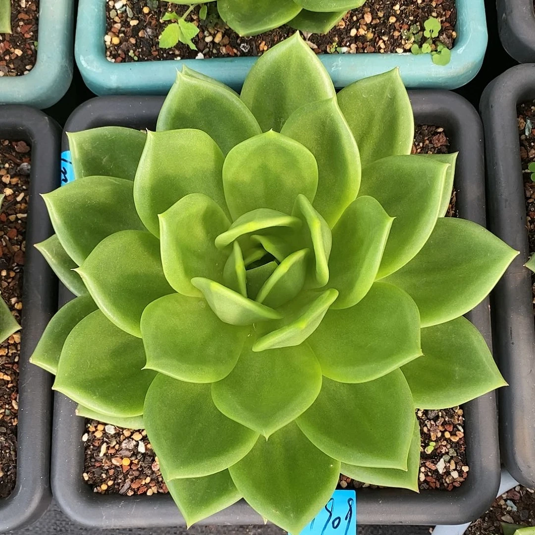 翠花福利东云肉滇滇一单包邮1909