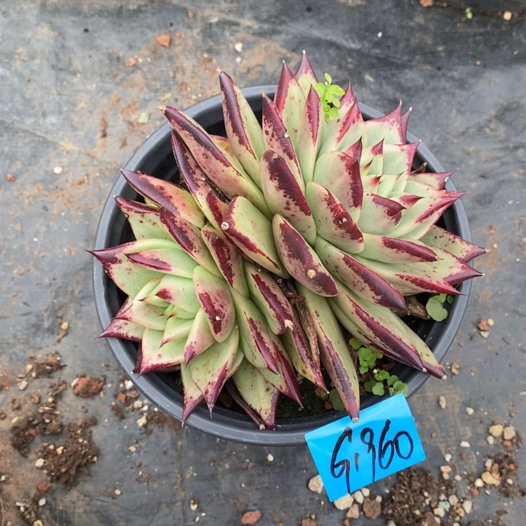 多肉植物多肉植物1960