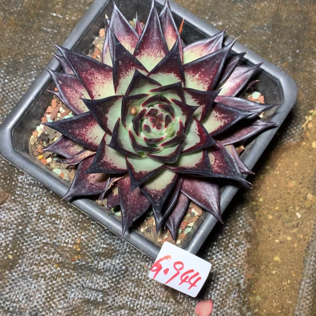 【闪购商品】月*?0944
