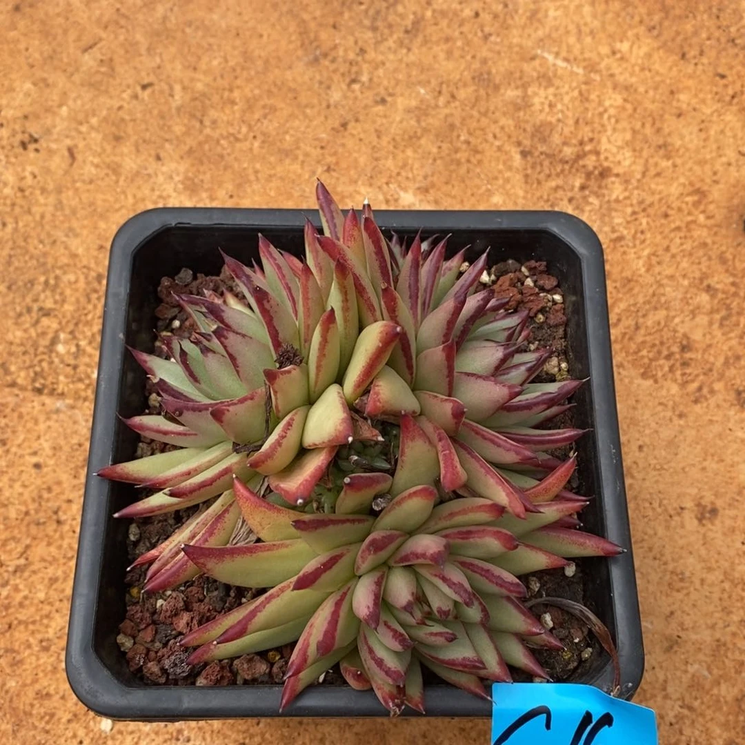 多肉植物多肉植物2140