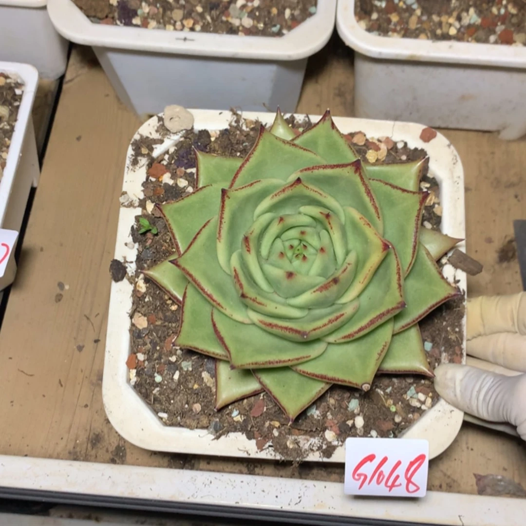 【闪购商品】5****11048