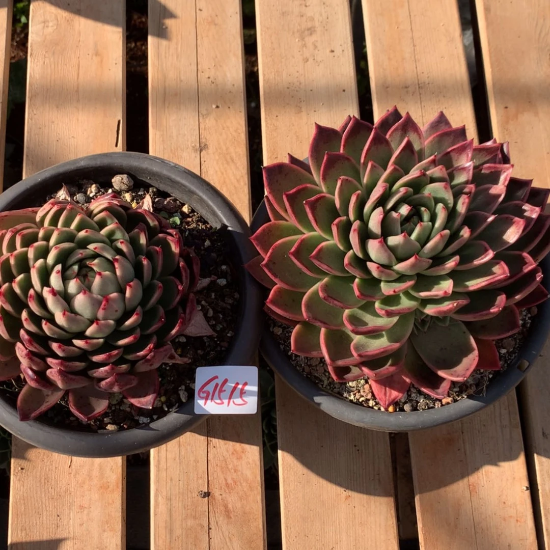 【闪购商品】花****.1515两颗