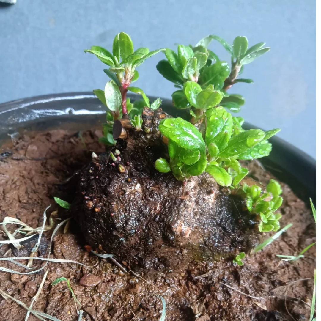 盆景盆栽生桩素材