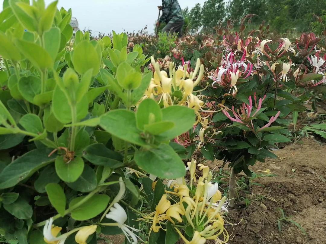 金银花花卉盆栽当年开花爬藤植物地栽南方北方都可种植当年开花