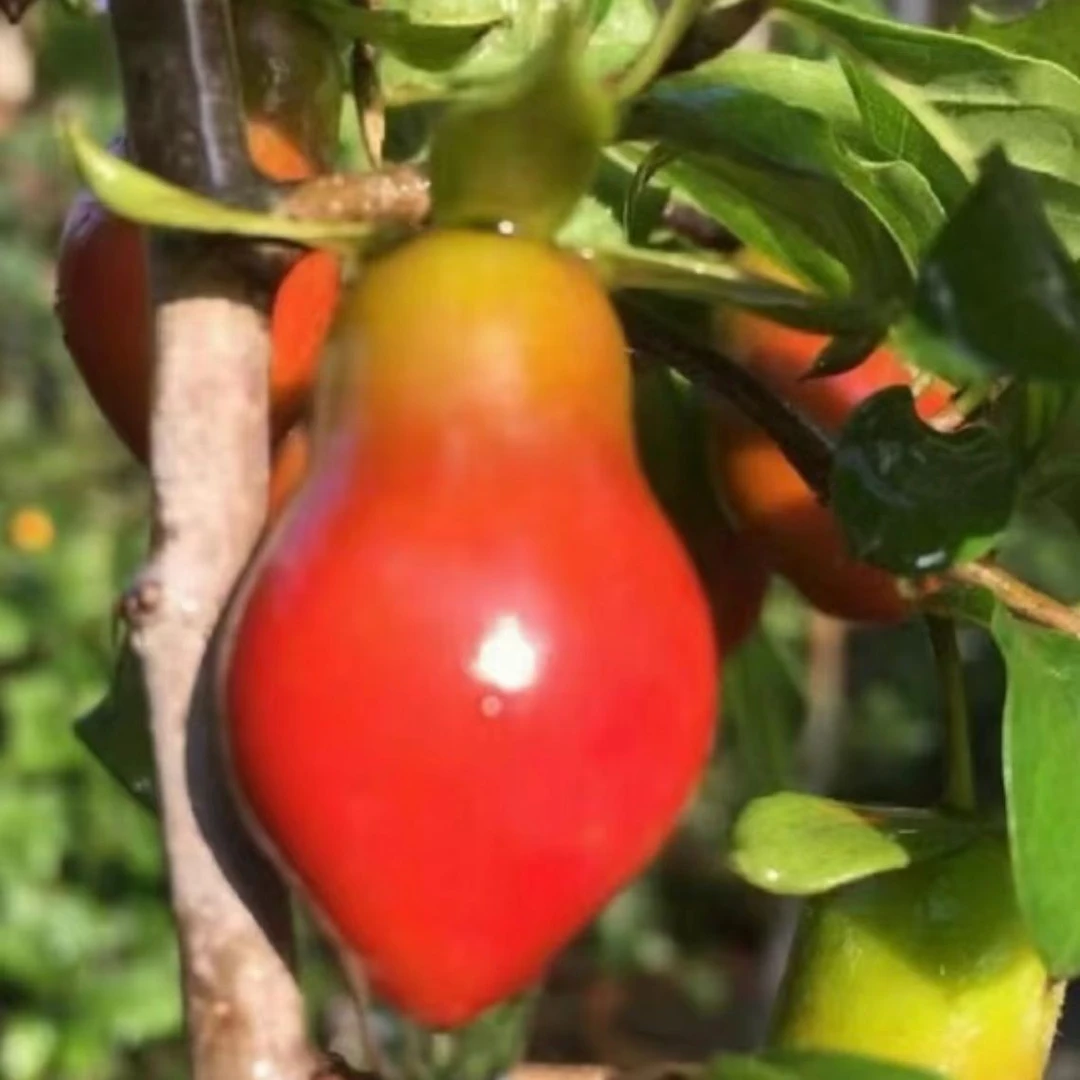 老鸭柿盆景，老鸭柿素材
