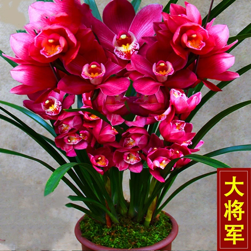 名贵兰花【大将军】 好养易活 一杆多花 室内外可以养