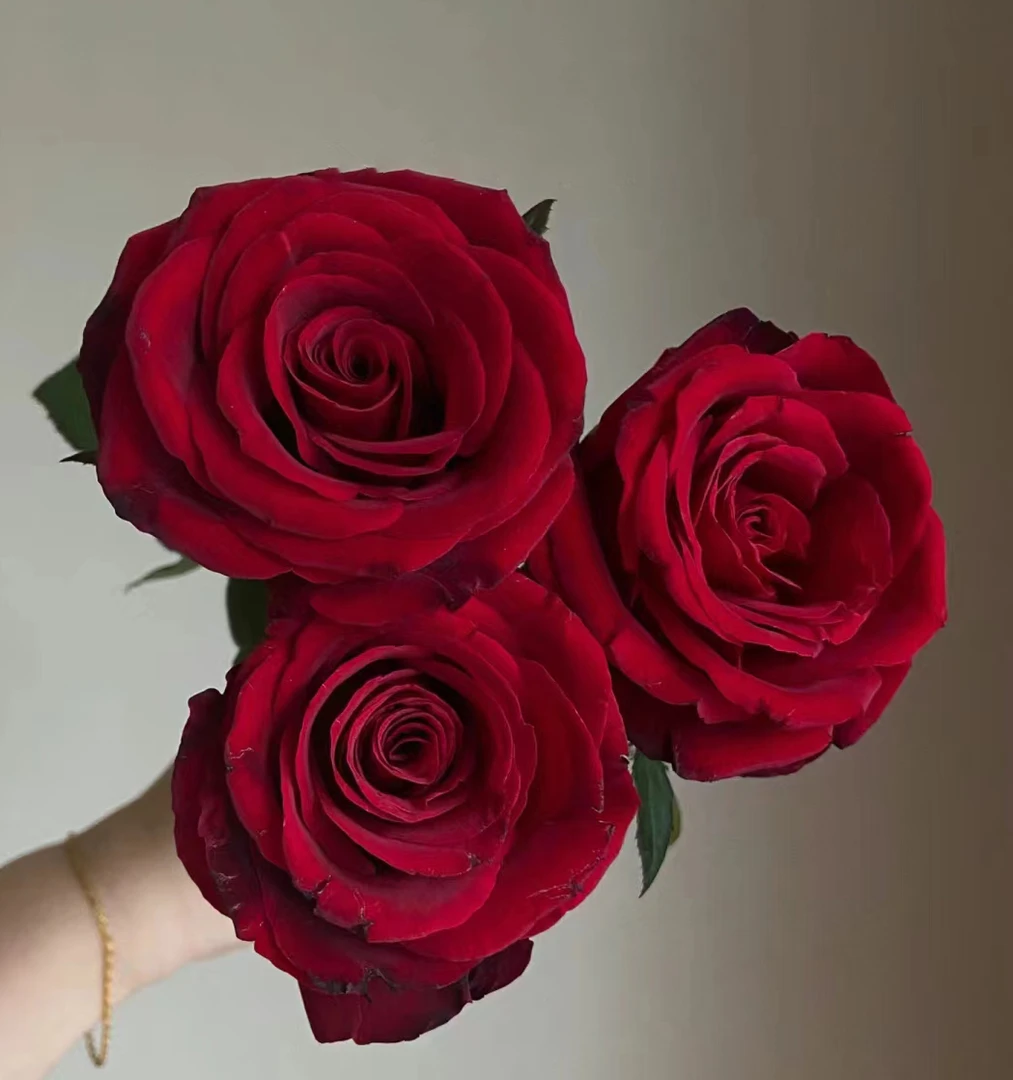 黑魔术 切花玫瑰月季 灌木 阳台庭院 地栽盆栽植物常绿