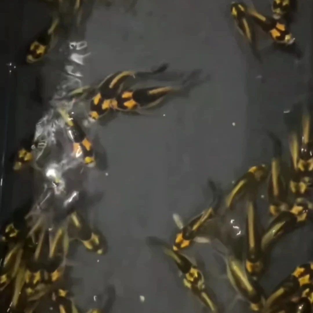 蝴蝶鲤   玛雅    球体   一条  12一15公分