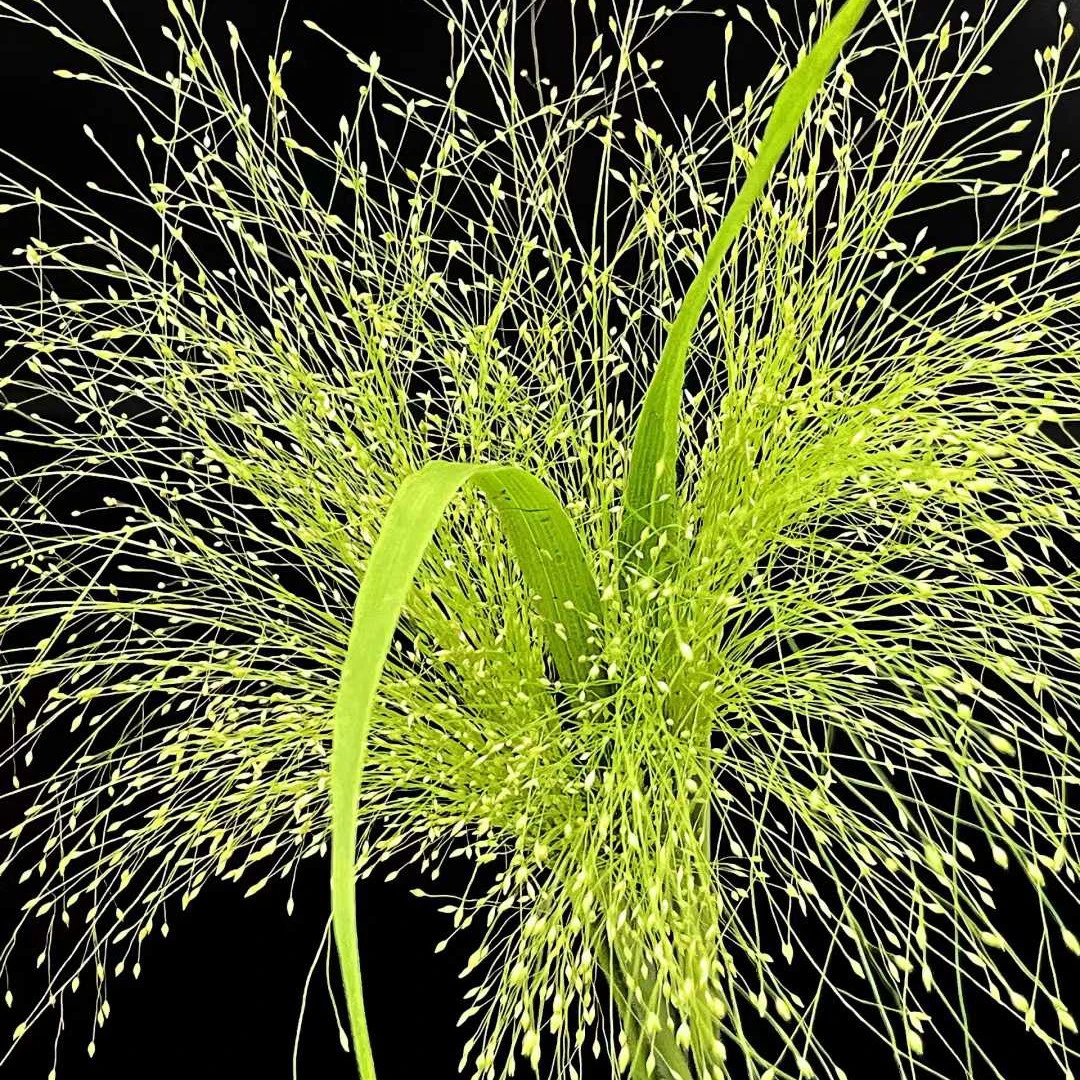 【喷泉草】云南昆明基地室内花束水养鲜切花顺丰冷链包邮鲜花