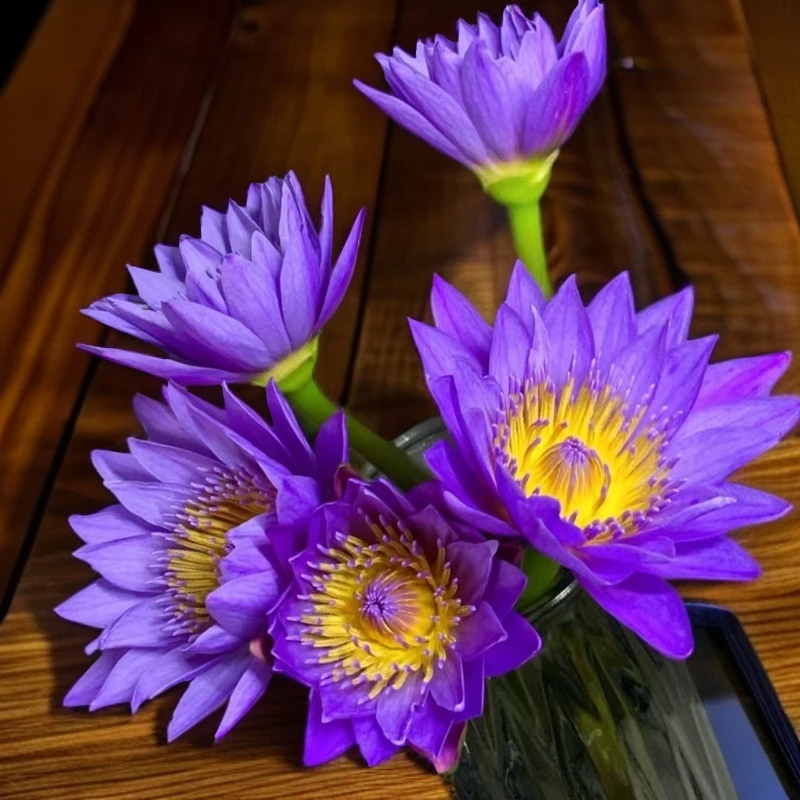 【紫色睡莲】热带水培花清香味鲜切花瓶插水养云南昆明基地直发鲜花
