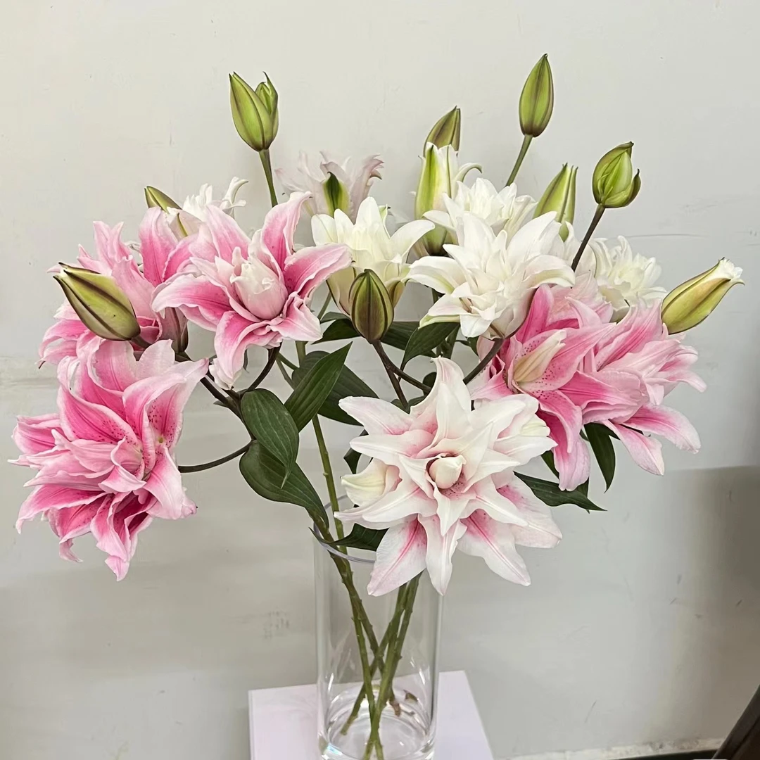 【伊莎贝拉】重瓣香水百合云南昆明鲜花基地直发顺丰冷链包邮新鲜