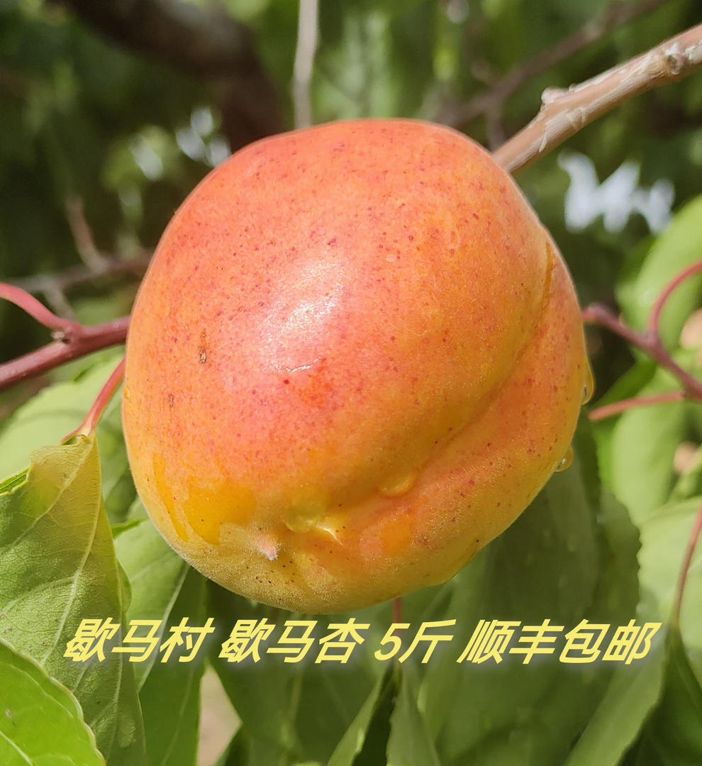 庄河正宗歇马杏  5 斤  顺丰包邮  省外