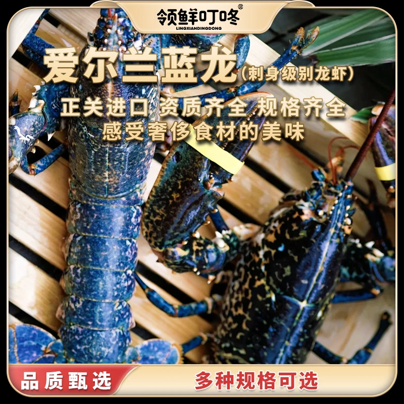 领鲜叮咚 爱尔兰进口蓝龙 鲜活速冻锁鲜 大龙虾0.8-1.2斤/只 顺丰
