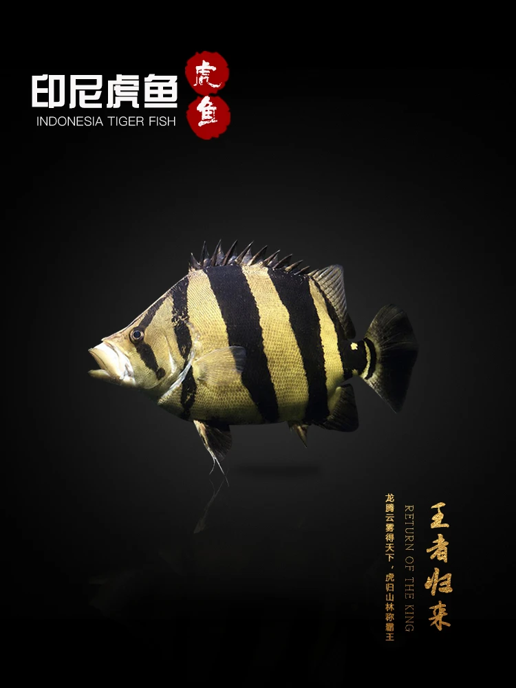 印尼虎鱼苗活鱼泰国虎三纹四纹包肚包脖活体龙鱼配鱼