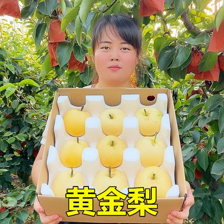 豫乡景辉2025年黄金梨现摘现发口感脆甜坏果包赔净重5斤7-9个包邮