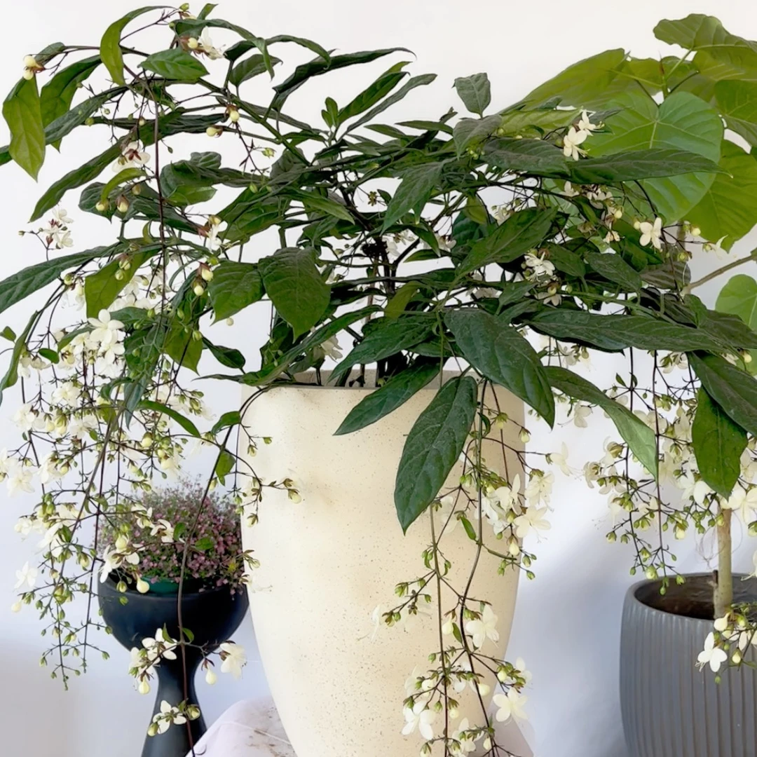 泰国垂丝茉莉室内观花仙气飘飘网红绿植