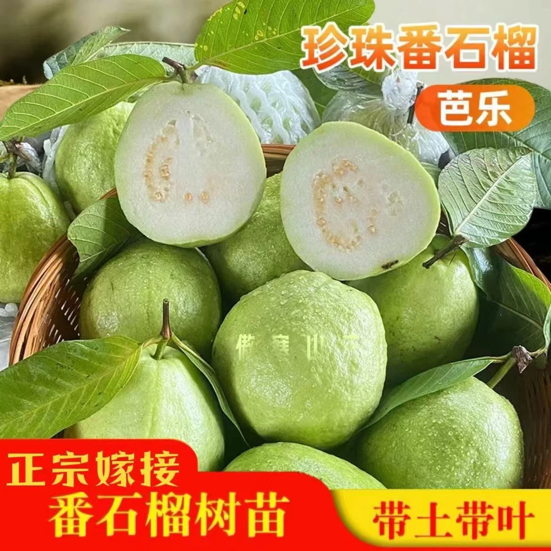 广西珍珠白心芭乐果苗台湾红宝石番石榴果苗四季结果带土带叶发货