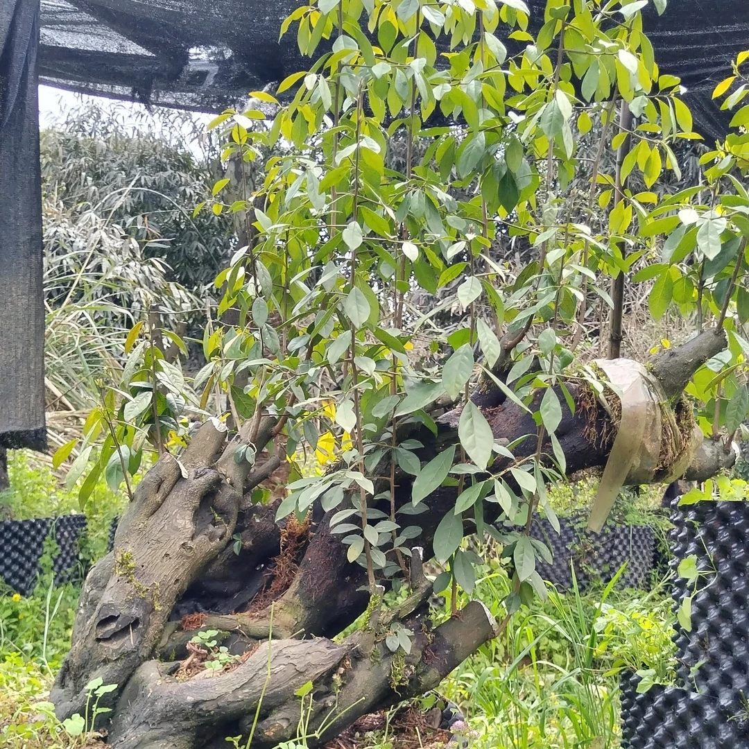 金弹子盆景素材！