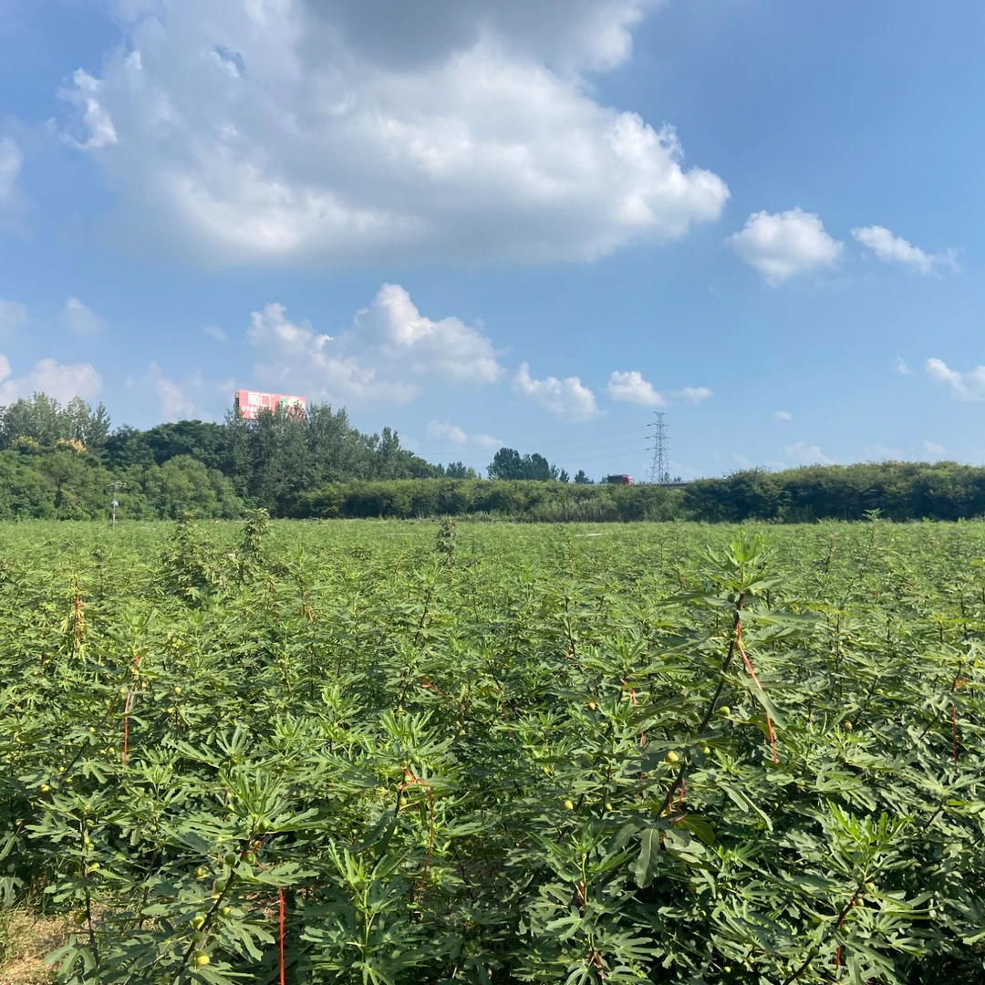 原生态无花果叶中药坐浴熏洗ZHI疮现采现发（江浙沪皖鲁地区发货）