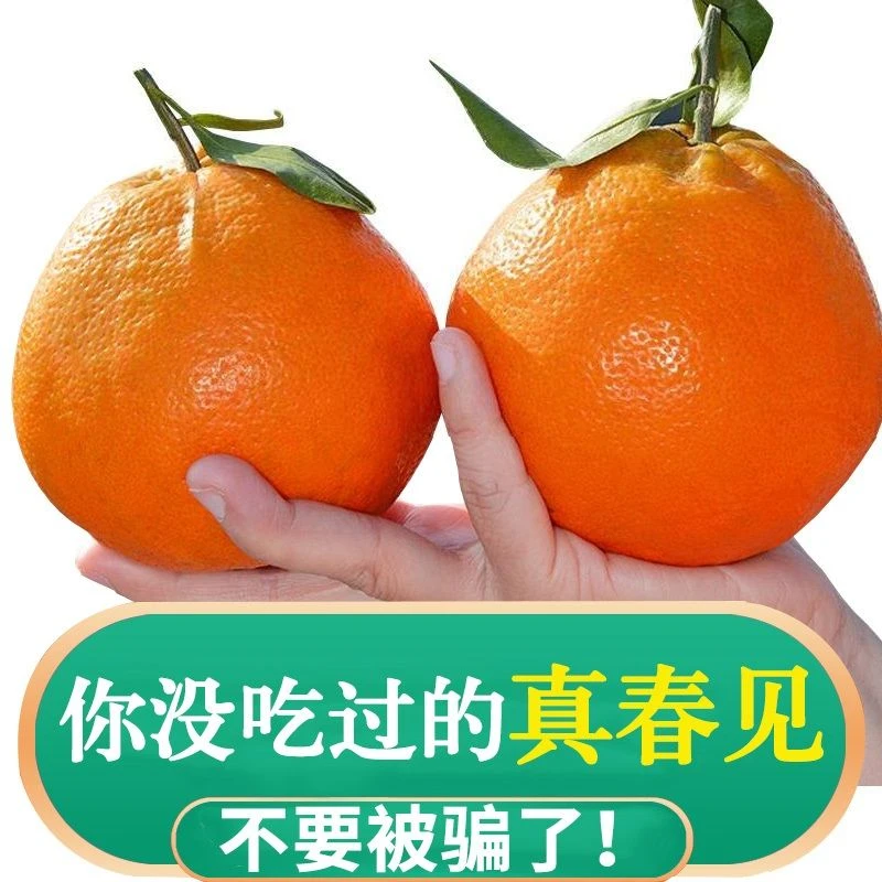 【防冻装】【零下地区必拍】四川春见耙耙柑5-10斤整箱当季新鲜水果