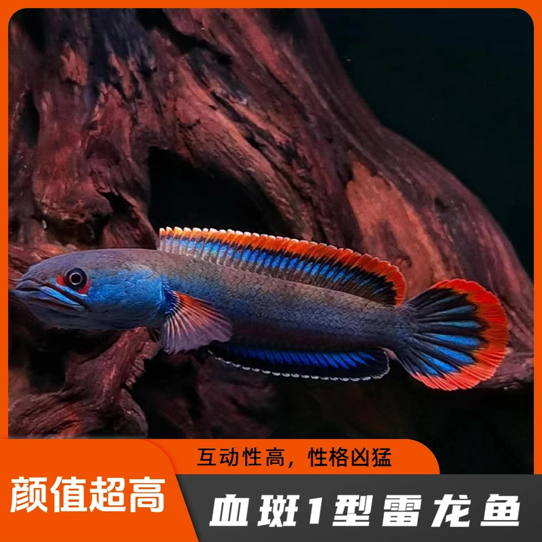 缅甸进口野生血斑雷龙1型凶猛热带鱼 梦幻冰火雷龙鼓腮咬缸小型鱼
