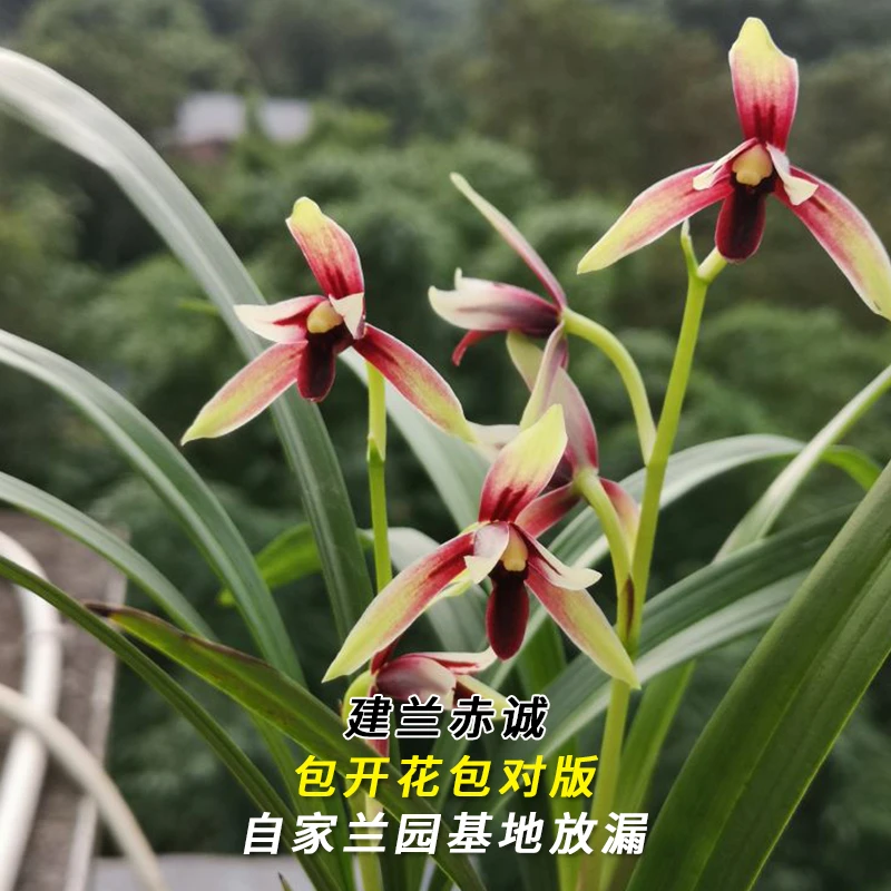 紫薇基地兰花直播建兰【赤诚】四季开花名贵兰草批发花卉绿植盆栽
