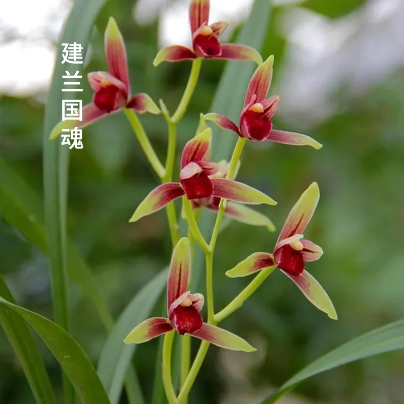 建兰名品【大国魂】6月份开花 终身包对版 假一赔十放心购买