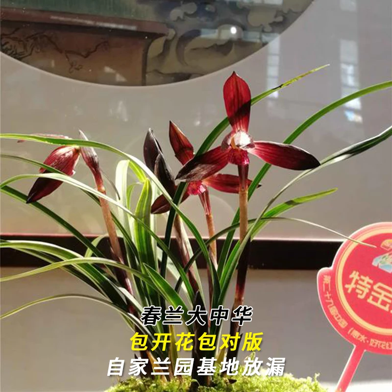 春兰名品【大中华】终身包对版 假一赔十放心购买 当年开花