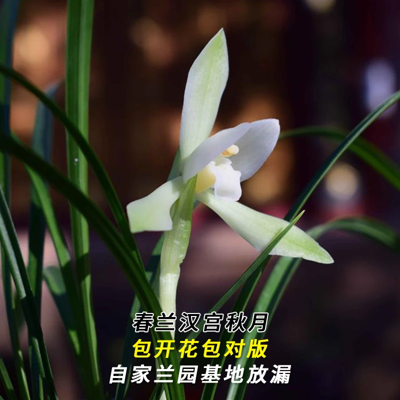 紫薇基地兰花直播春兰【汉宫秋月】当年开花名贵兰草批发花卉盆栽