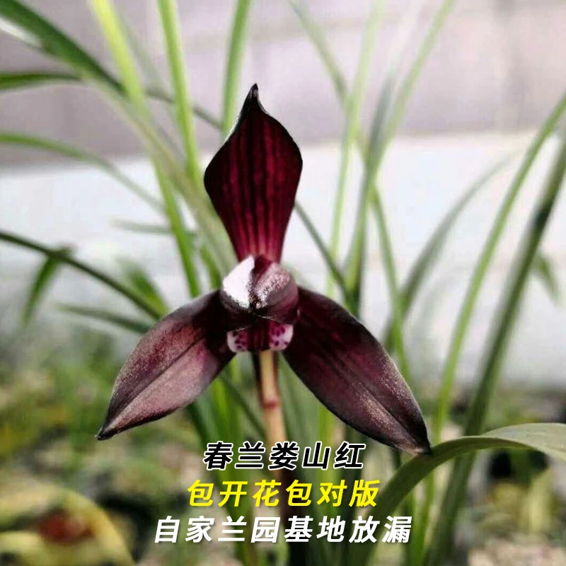 紫薇基地兰花直播春兰【娄山红】冬带花苞名贵兰草批发花卉绿植盆栽