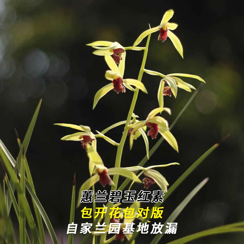 紫薇基地兰花直播蕙兰【碧玉红素】年年复花名贵兰草批发花卉盆栽