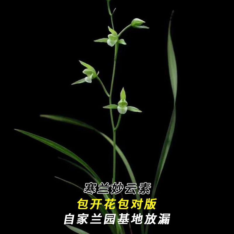 紫薇基地兰花直播寒兰【妙云素】当年开花名贵兰草批发花卉绿植盆栽