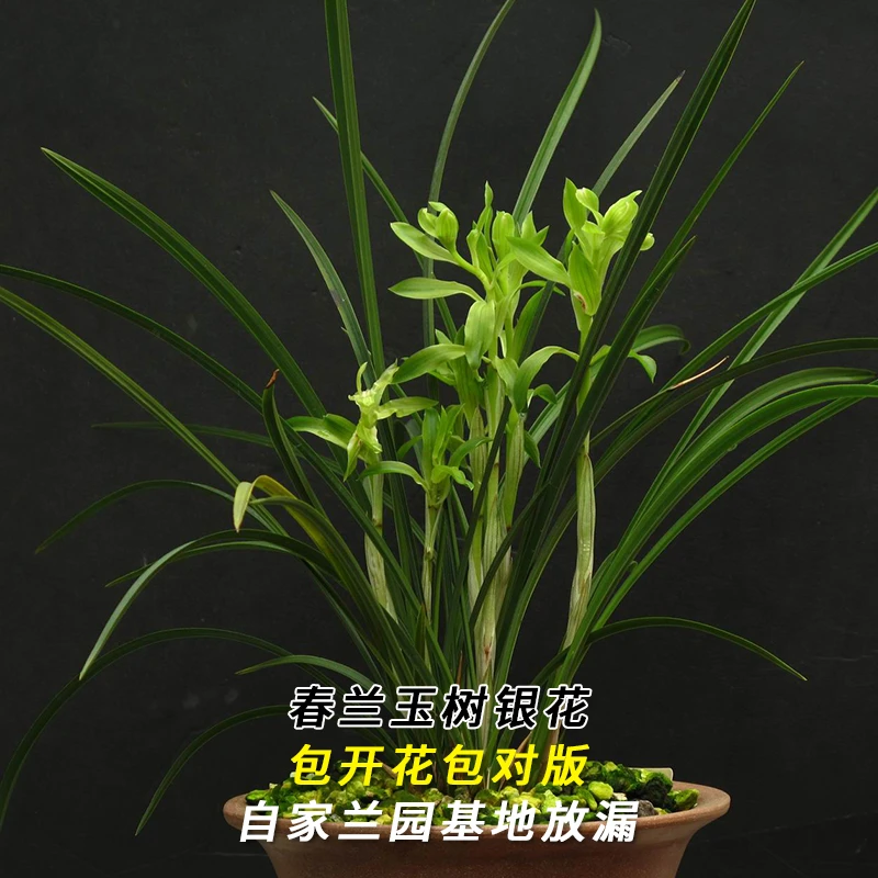 紫薇基地兰花直播春兰【玉树银花】当年开花名贵兰草批发花卉盆栽