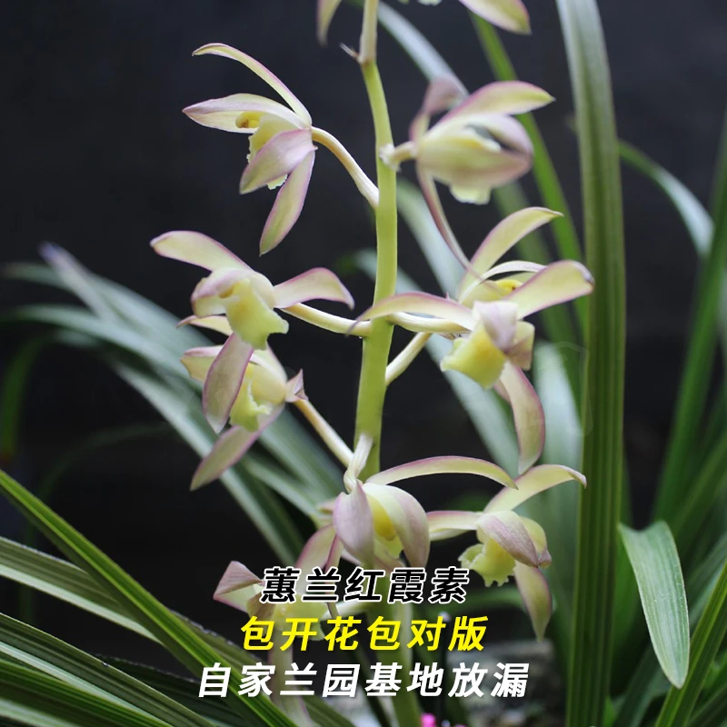 紫薇基地兰花直播蕙兰【红霞素】年年复花名贵兰草批发花卉绿植盆栽