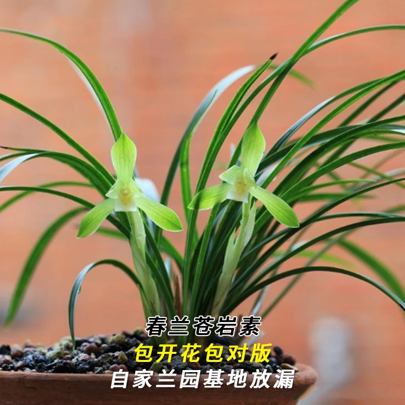 紫薇基地兰花直播春兰【苍岩素】冬带花苞名贵兰草批发花卉绿植盆栽