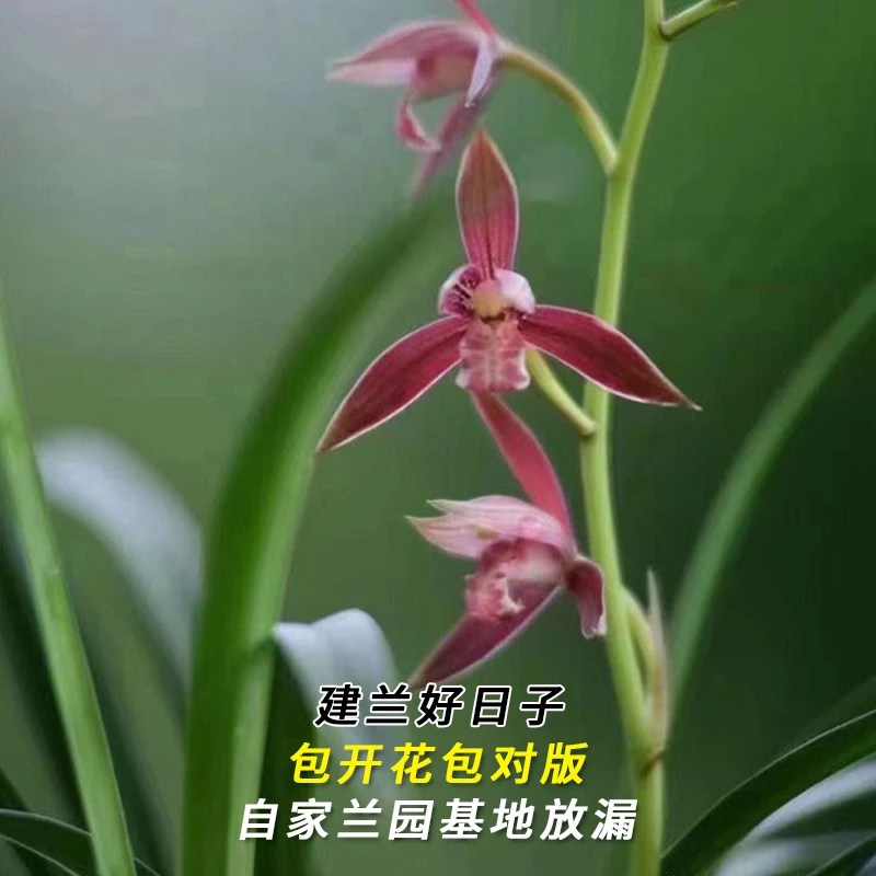 紫薇基地兰花直播建兰【好日子】四季开花名贵兰草批发花卉绿植盆栽